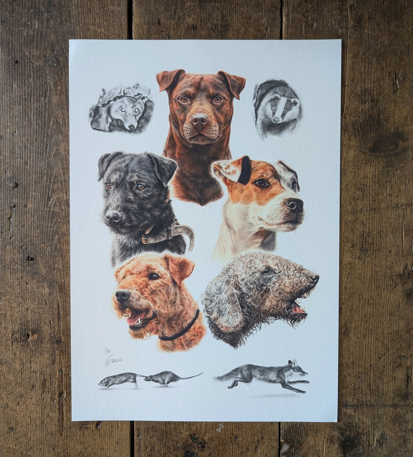 The Terriers" Print