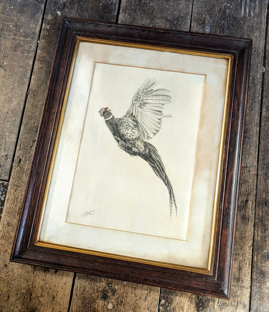 Pheasant Study Framed *Original*
