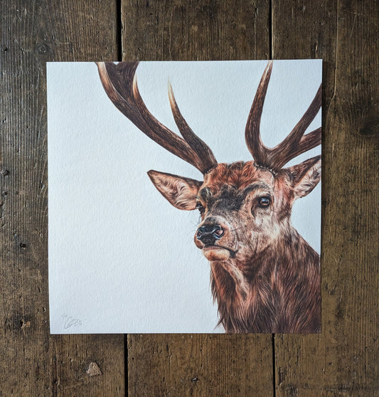 Red Stag Portrait Print