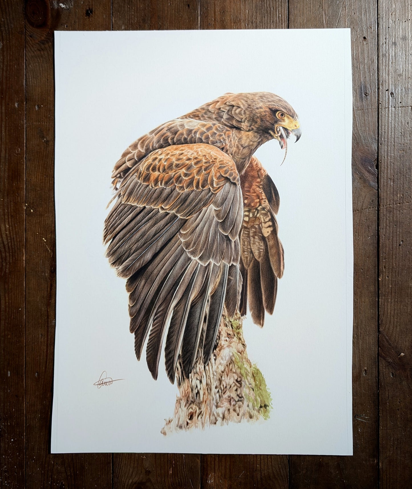 Harris Hawk *Original*