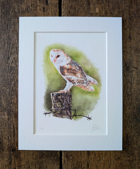 Barn Owl Mini Print