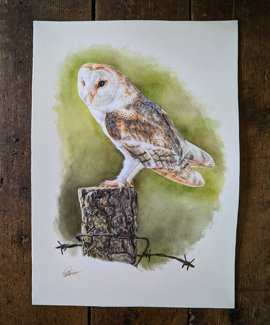 Barn Owl *Original*