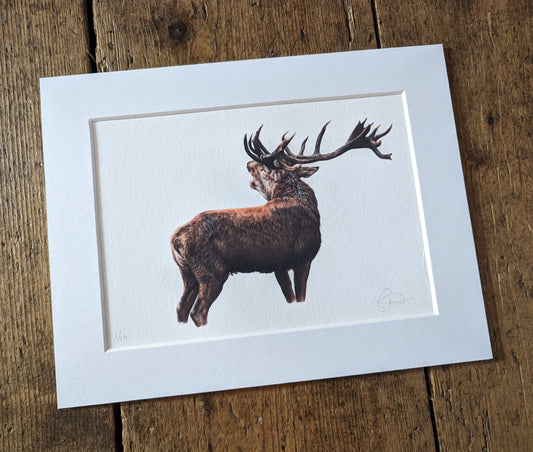 "The Bellow" Mini Print