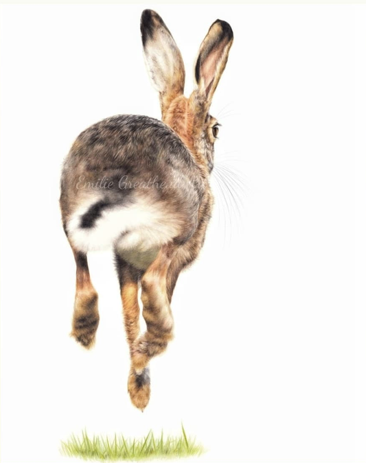 "Hare Today, Gone Tomorrow" Print